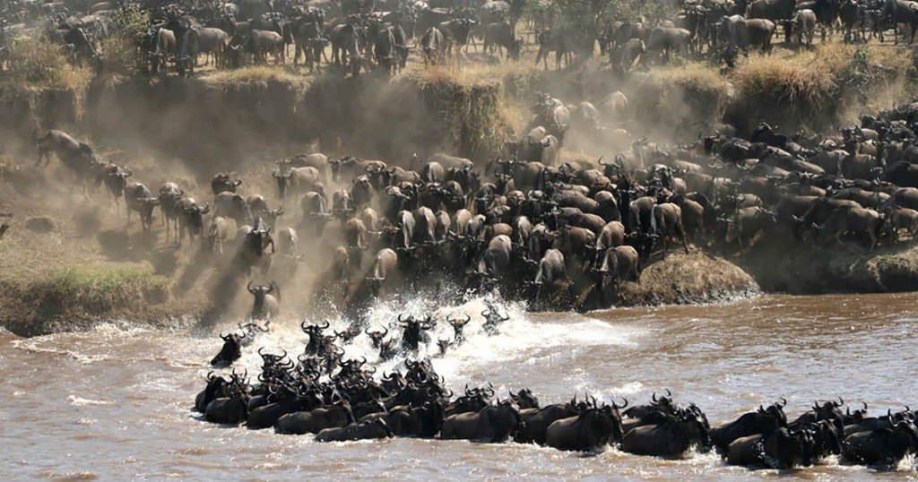 Great wildebeest migration crossing a river on the Serengeti plains