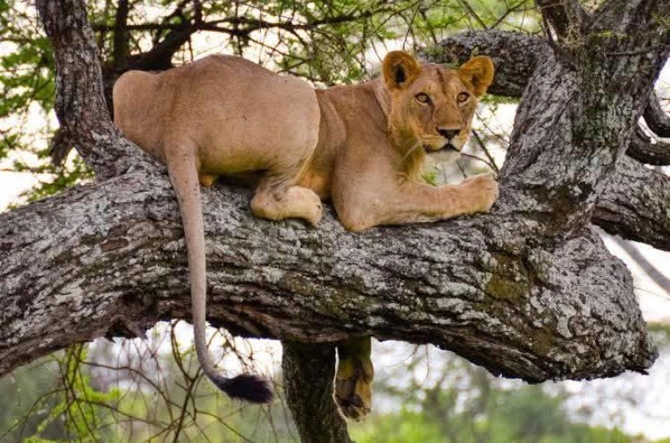 Tree-climbing lioness resting on a branch in Lake Manyara National Park