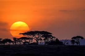 Sunset over the Serengeti plains with acacia silhouettes