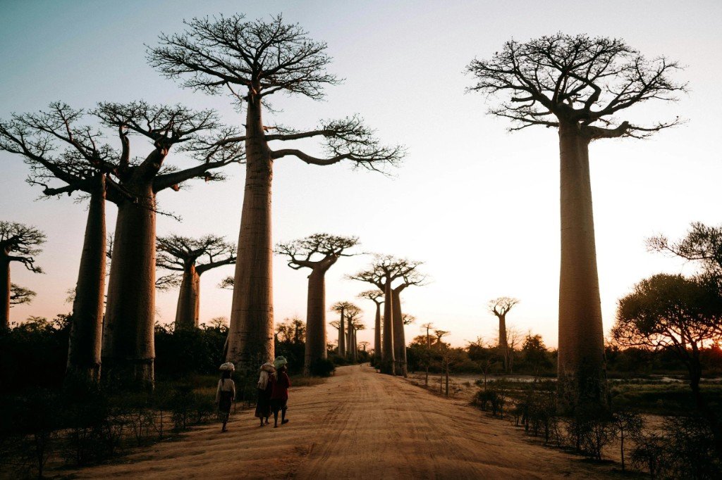 Baobab trees lining a road in Tarangire landscape