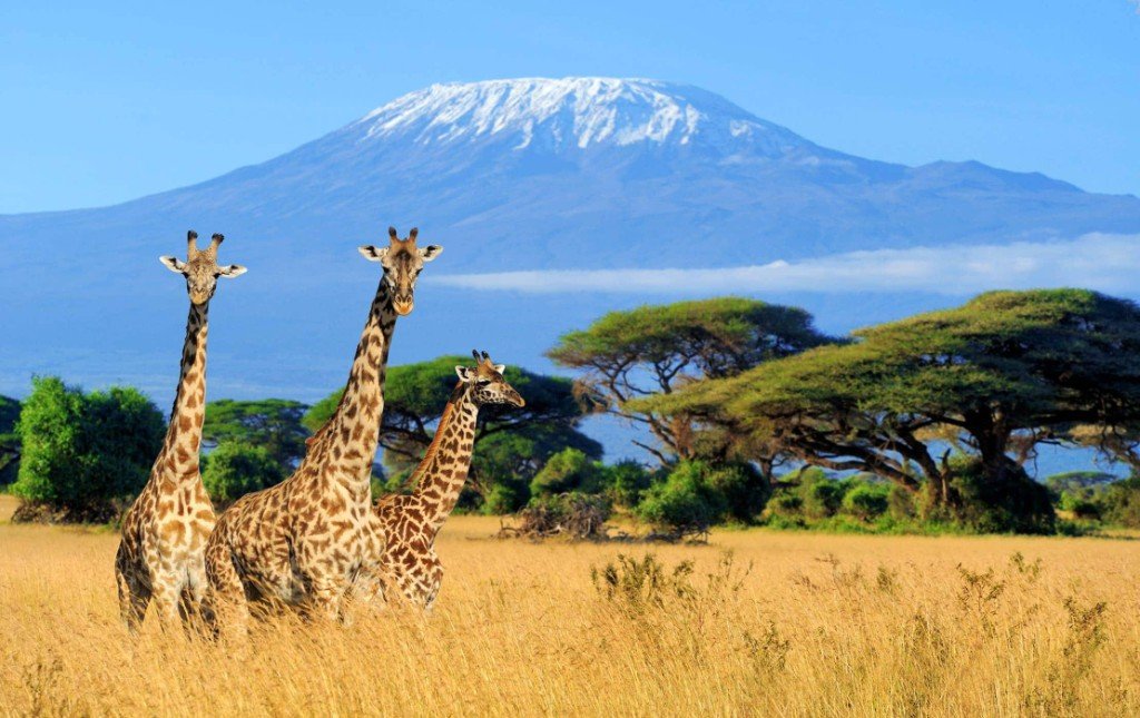 Giraffes on the savanna with snow-capped Mount Kilimanjaro in the distance